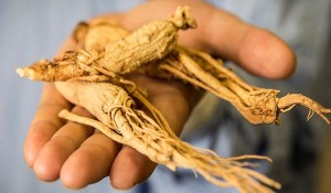 ginseng