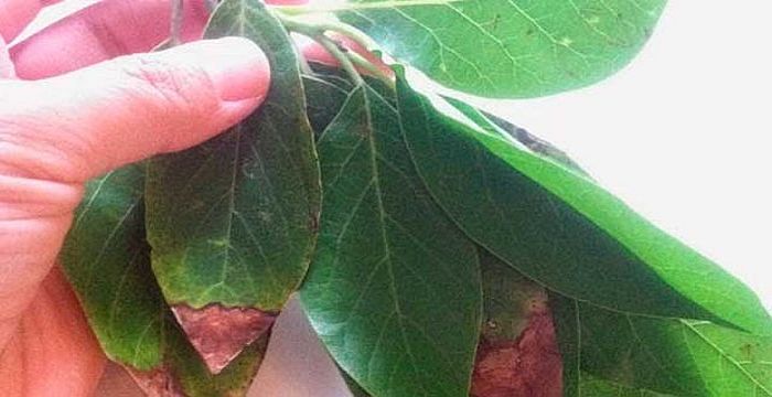 hojadeaguacate