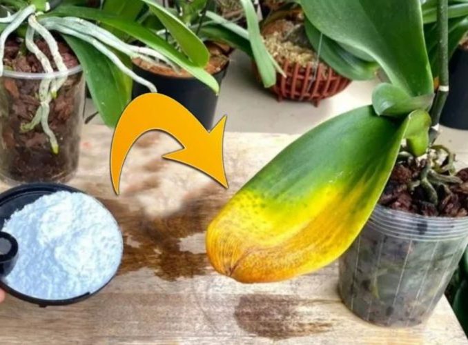 Coloca hojas de laurel bajo la almohada y observa lo que ocurre durante